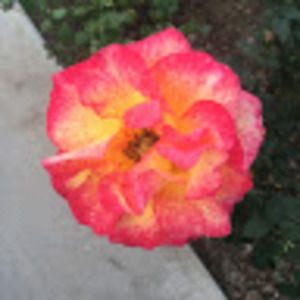 Meet your Posher, Becca